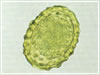 A. lumbricoides B