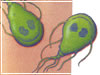 Giardia lamblia